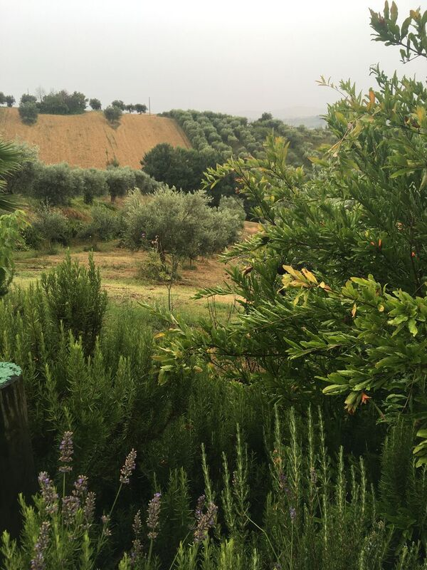 The view from the olive oil farm - Rosemary, olive trees, fields and rolling hills