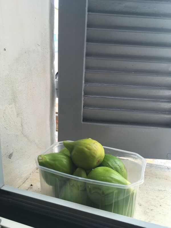 Fresh figs from our neighbor